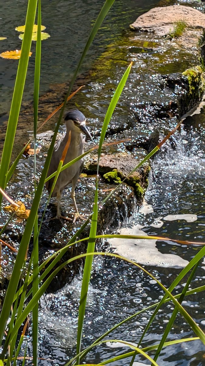 A black-crowned night heron standing on mossy rocks beside a resort garden stream, framed by tall reeds