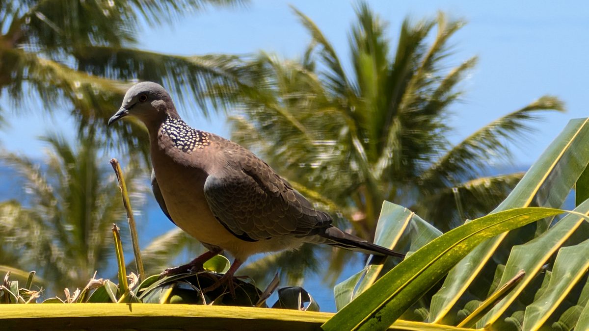 A spotted dove perched on tropical foliage with palm trees and blue sky behind it