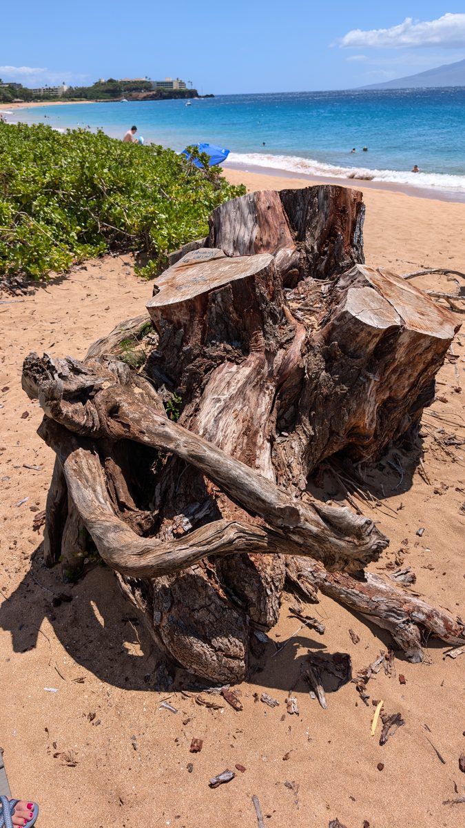 A large weathered driftwood stump on Ka'anapali Beach, turquoise water and Maui mountains in the background