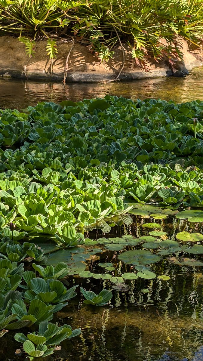 Dense water lettuce and lily pads covering a still resort pond in dappled shade