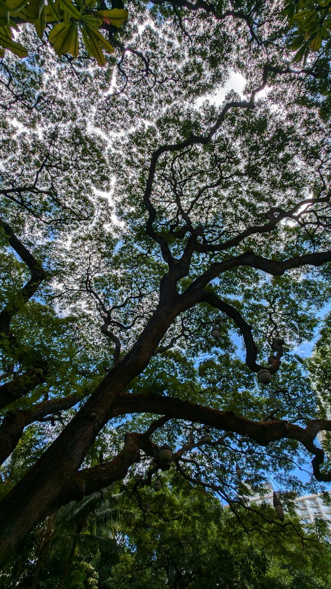 Looking up into the spreading canopy of a monkeypod tree, branches filtering bright blue sky