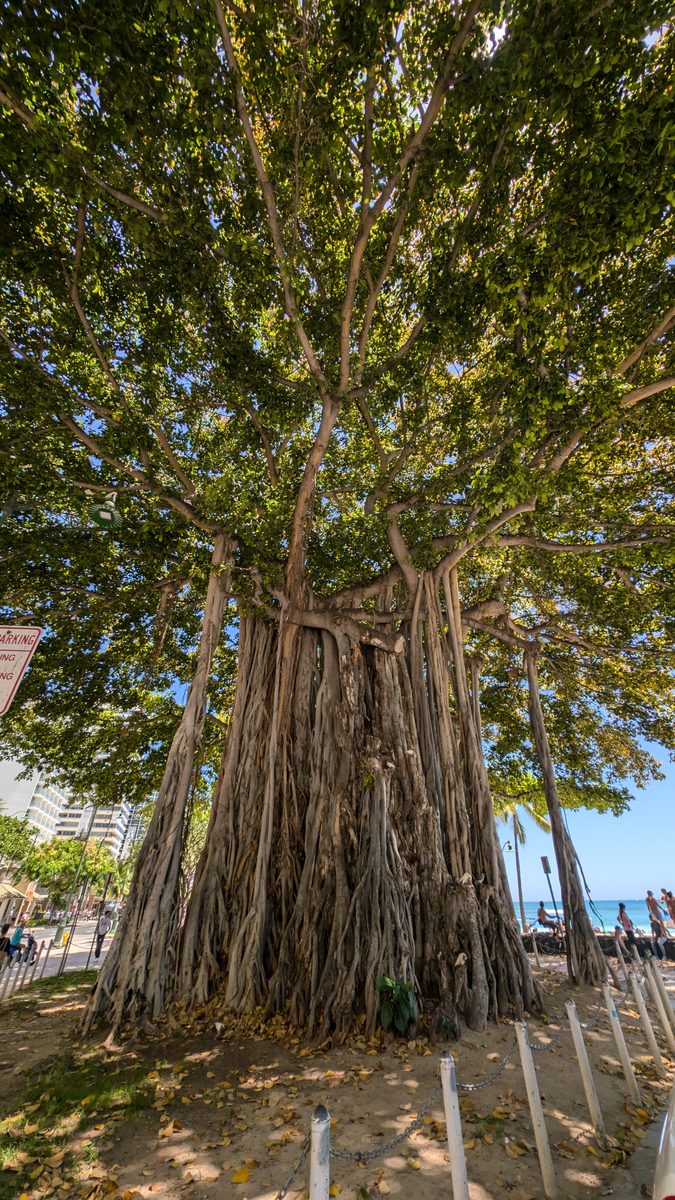 A massive banyan tree on the Waikiki waterfront — aerial roots hanging down from broad spreading branches, ocean behind