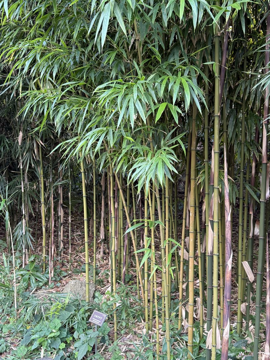 A grove of green bamboo with a botanical label in the palace gardens