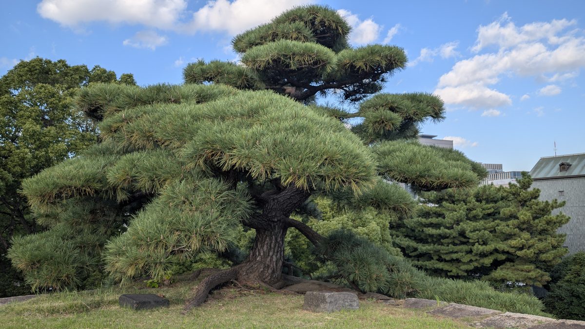 A magnificent sculpted Japanese black pine against a blue sky