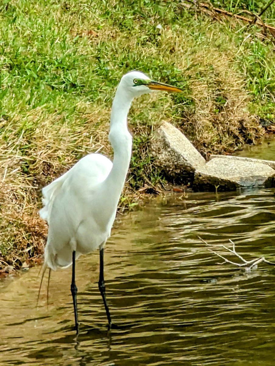 A great egret standing at the grassy edge of a pond